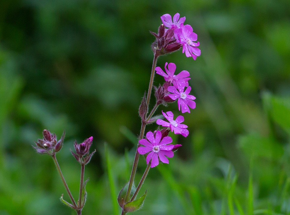 inheemse vaste planten kwekers in Nederland en België